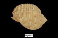 藏品(中華鶉螺)的圖片